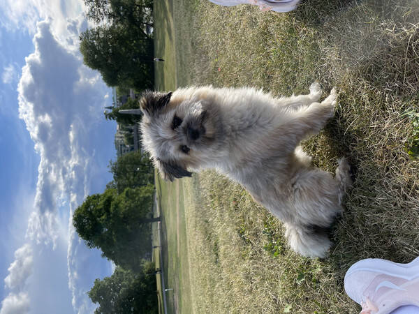 Hund