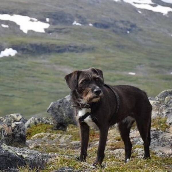 Hund Hund