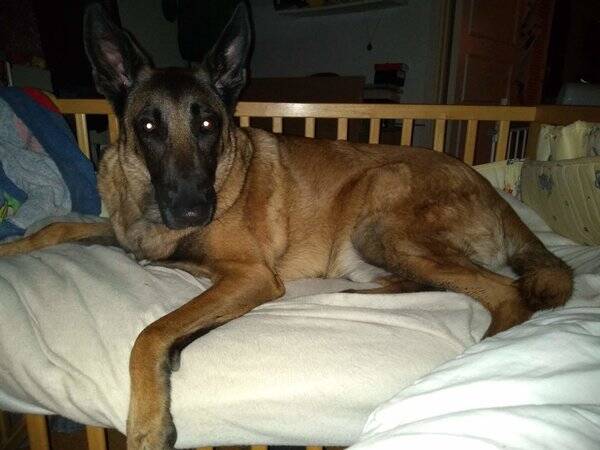 Hund