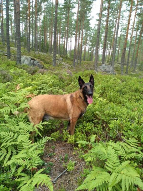 Hund