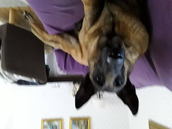Hund
