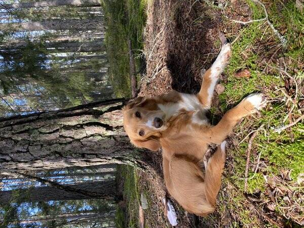 Hund