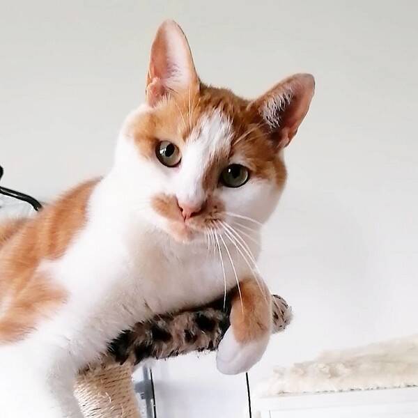 Katt