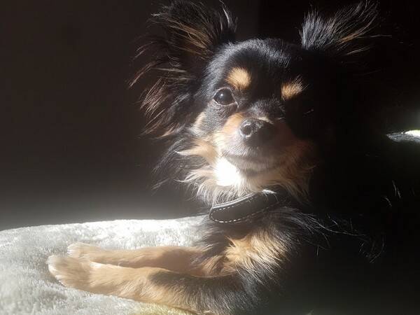 Hund - Blandras namn Atlsa