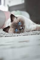 Katt