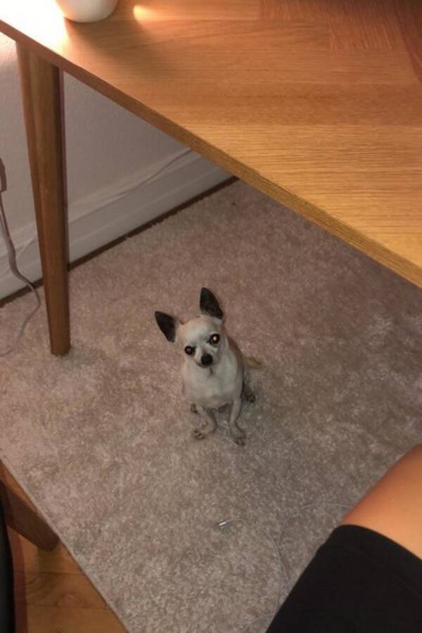 Hund Hund