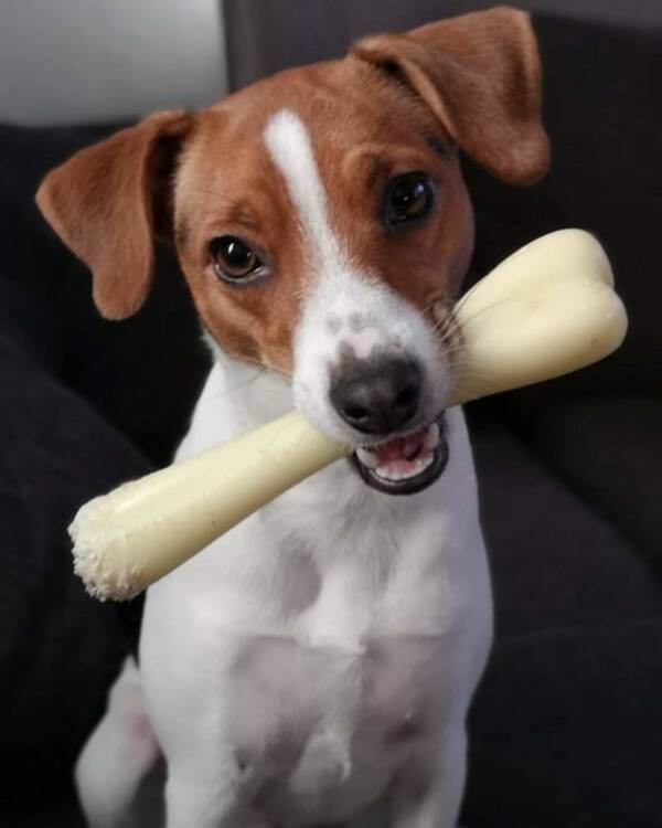 Hund