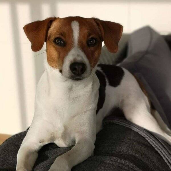 Hund