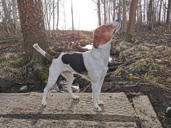 Hund