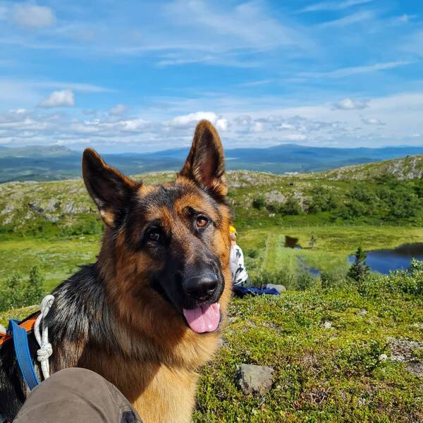 Hund