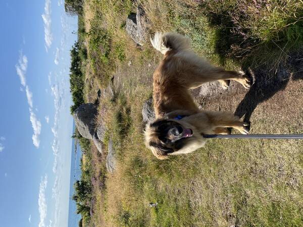 Hund Hund