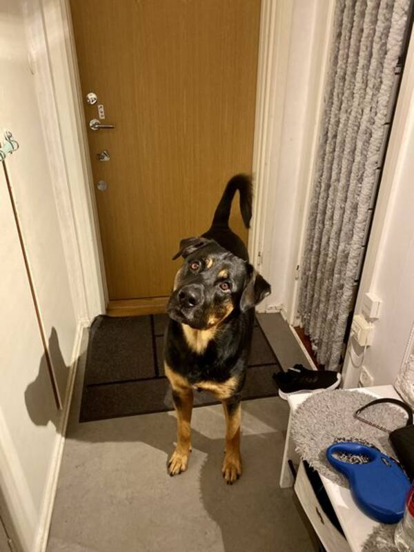 Hund
