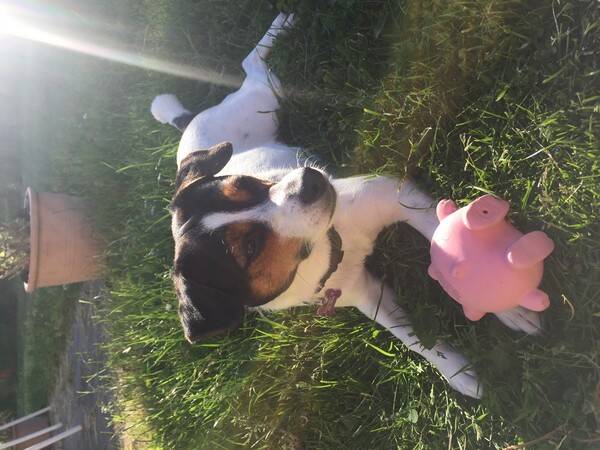 Hund Hund