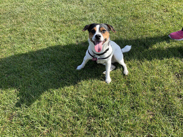 Hund Hund