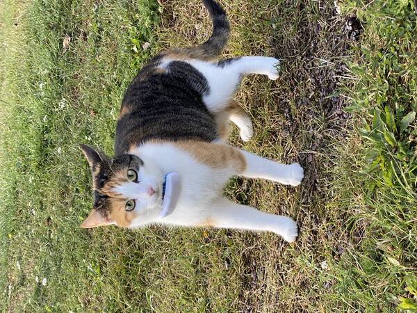 Katt