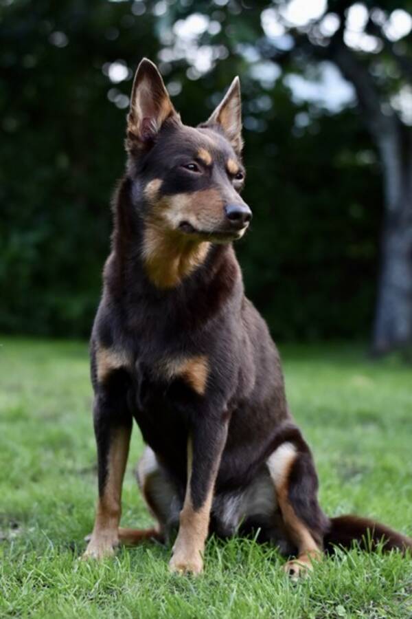 Hund