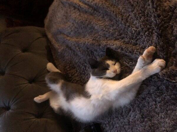 Katt
