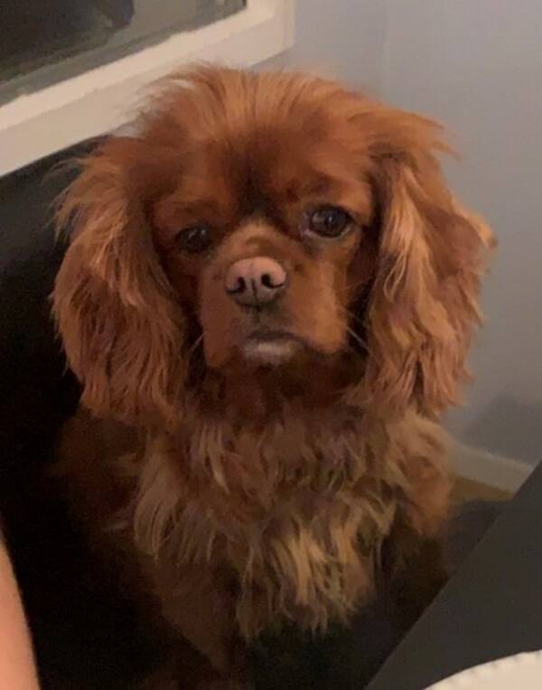 Hund