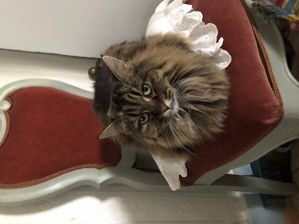 Katt
