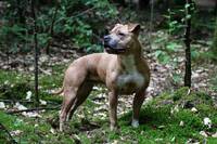 Hund Hund