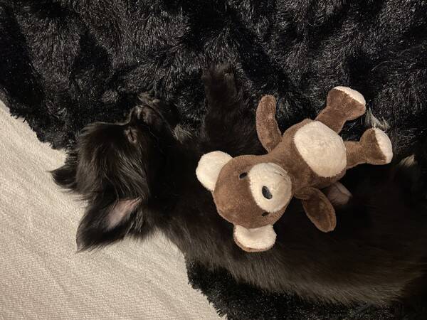 Hund