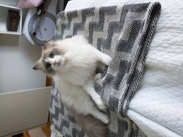 Katt