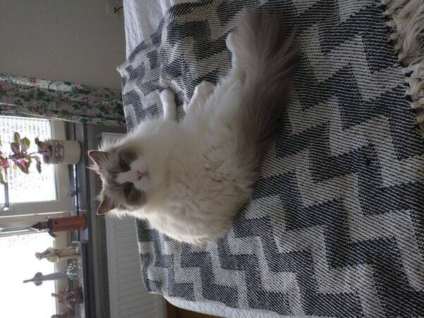 Katt