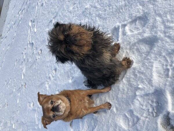 Hund Hund