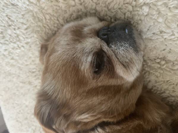 Hund Hund