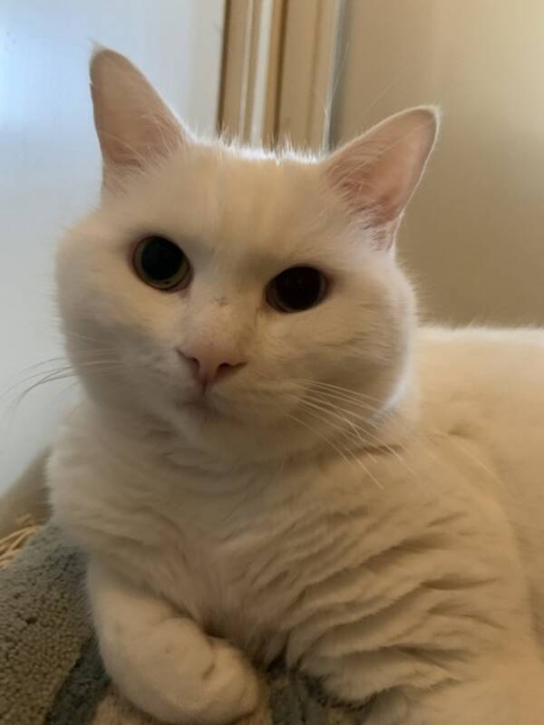 Katt