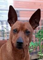 Hunden Puff. Dvärgpinscher