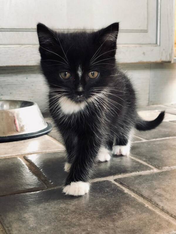 Katt