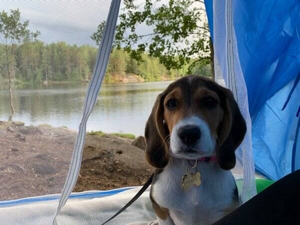 Hund