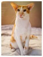 Hund och katt Hund och katt