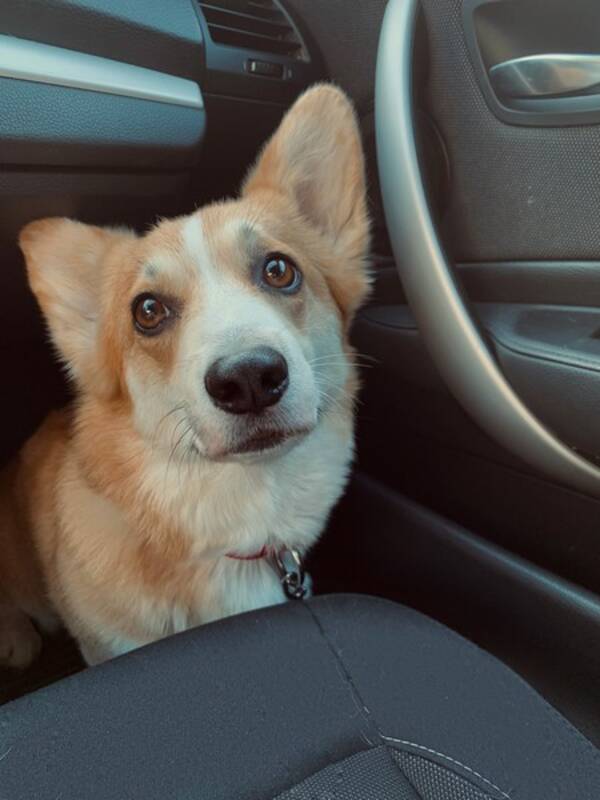 Hund
