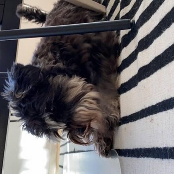 Hund - Stella