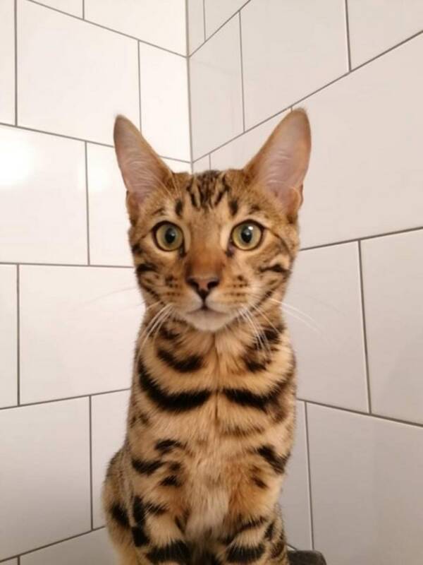 Katt - Bengal
