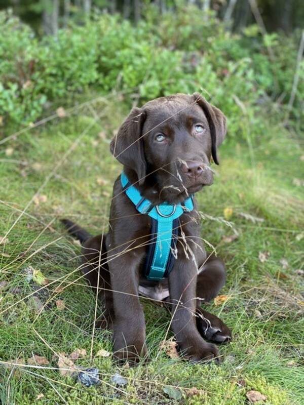 Hund - Labrador brun Hund - Labrador brun