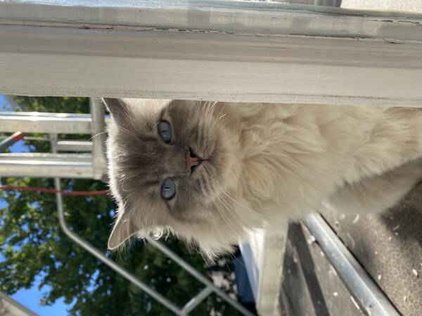 Katt - Katten Messi