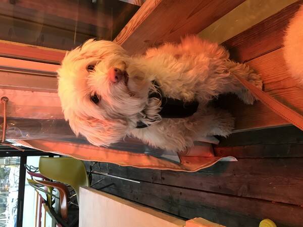 Hund - Lady Truffe de Chnazilini Hund - Lady Truffe de Chnazilini