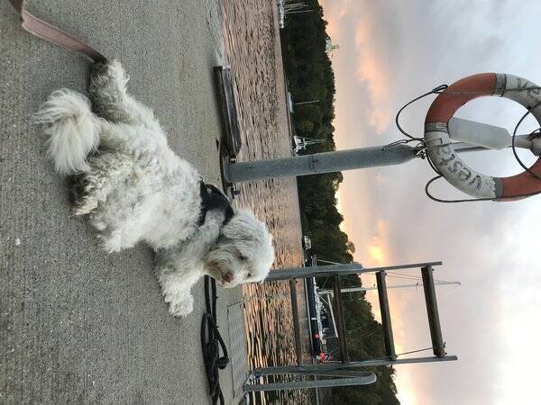 Hund - Lady Truffe de Chnazilini Hund - Lady Truffe de Chnazilini