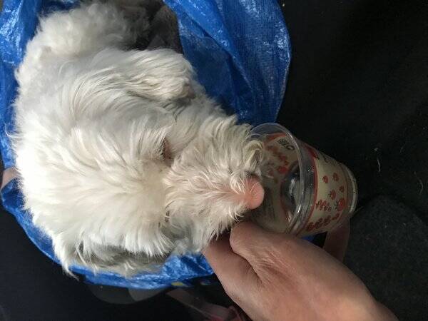 Hund - Lady Truffe de Chnazilini Hund - Lady Truffe de Chnazilini