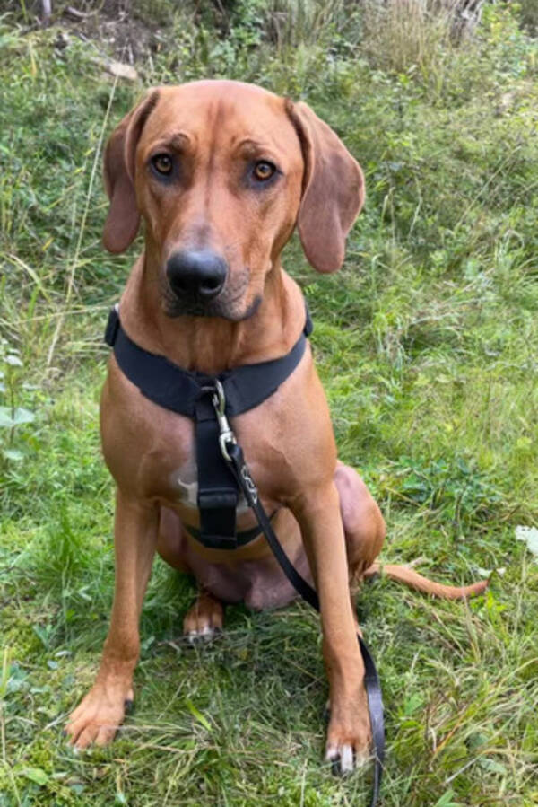 Hund - Rhodesian Ridgebacken Ocean