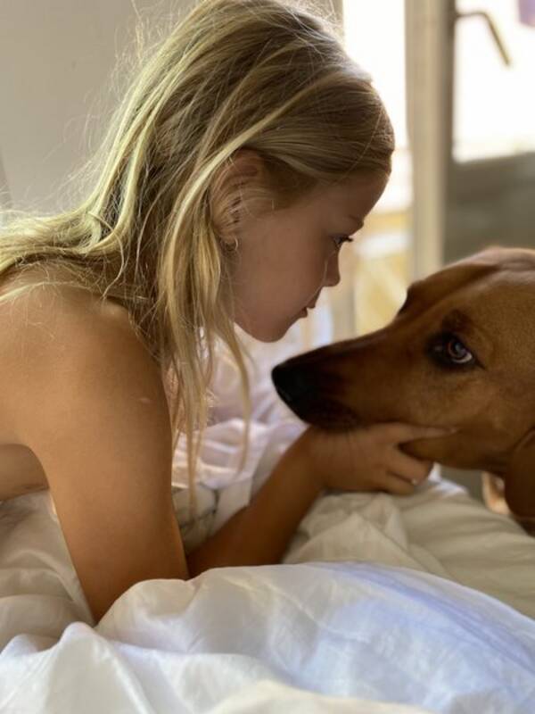 Hund - Rhodesian Ridgebacken Ocean Hund - Rhodesian Ridgebacken Ocean