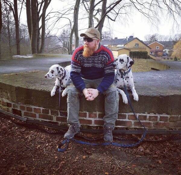 Hund - Dalmantiner Hund - Dalmantiner