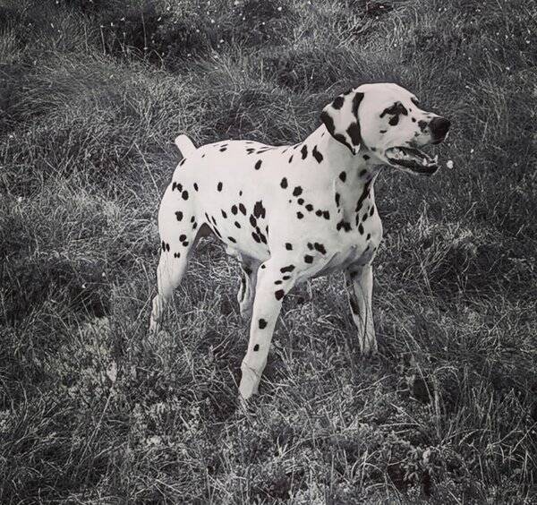 Hund - Dalmantiner Hund - Dalmantiner