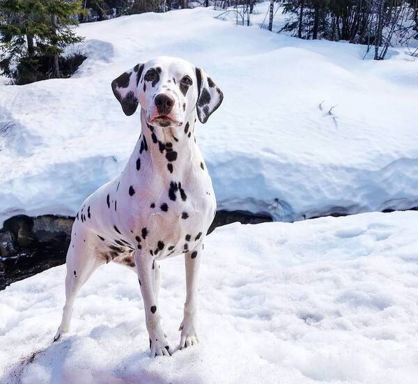 Hund - Dalmantiner jente 