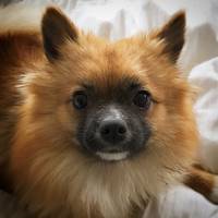 pomeranian/papillon