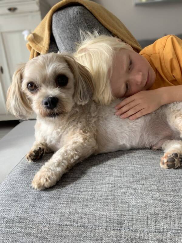 Hund - Ludde