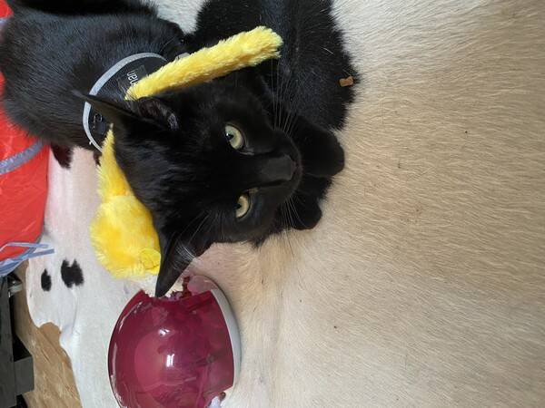 Katt - Katten Zon